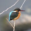 K川下流域・カワセミ♀若 