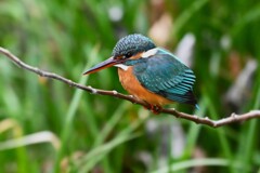 用水路・カワセミ♀若 