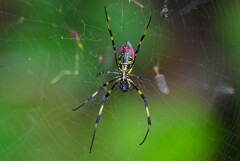 用水路・ご馳走にありつくジョロウグモ♀