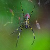 用水路・ご馳走にありつくジョロウグモ♀