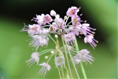 ラッキョウの花