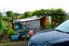 菜園・ついに雨（ノミのションベン）降る 