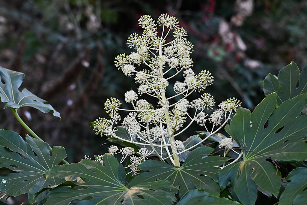 用水路・次々に咲くヤツデの花