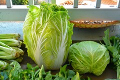 菜園・ハクサイとキャベツ