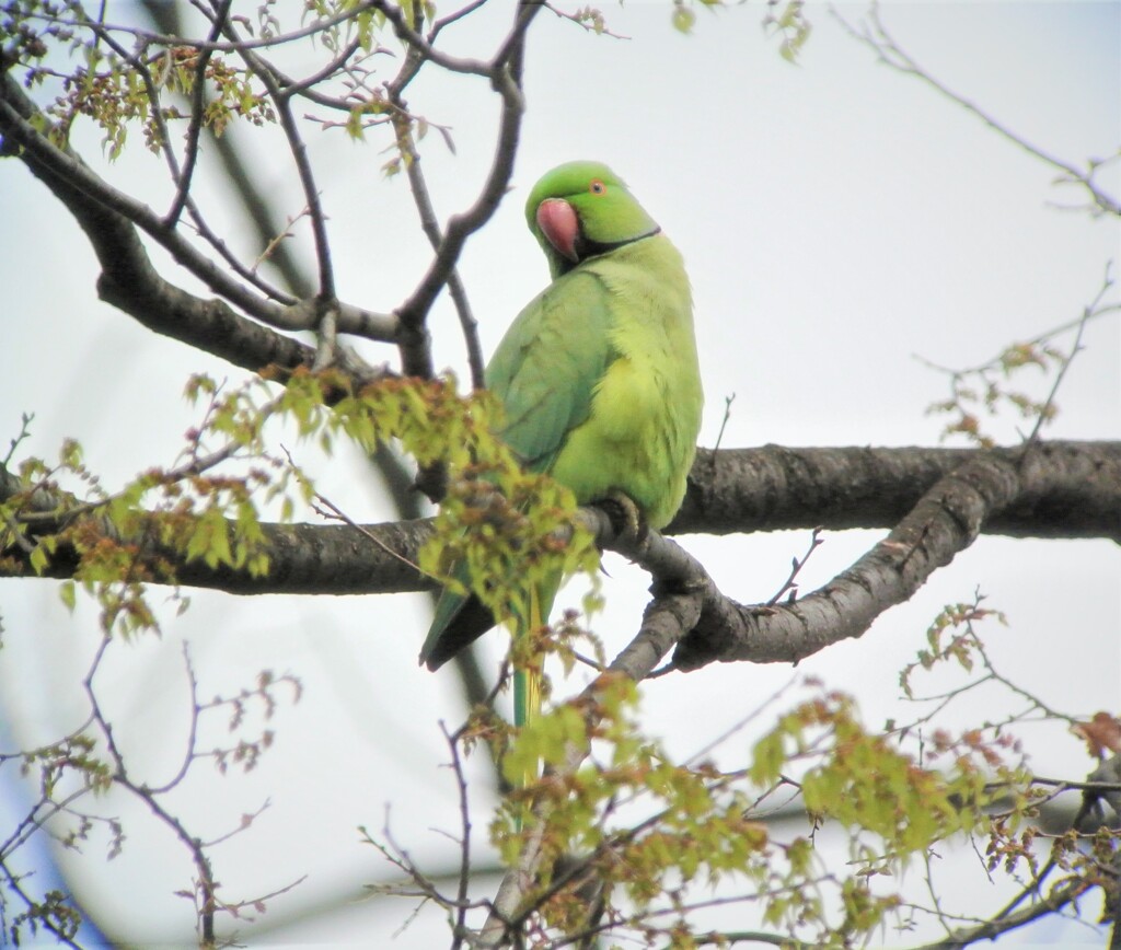 抱卵中ワカケホンセイインコ巣穴の番 By 黒鯛ちゃん Id 写真共有サイト Photohito