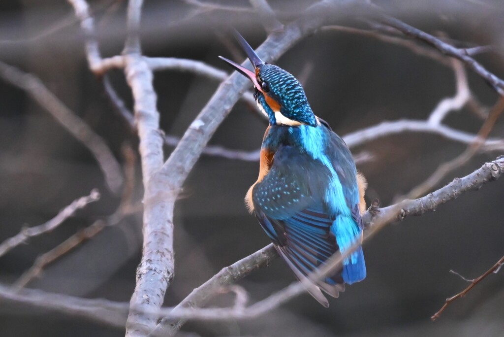 K川中流域のカワセミ♂若 (ペリット吐き出し)