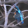 K川中流域のカワセミ♂若 (ペリット吐き出し)