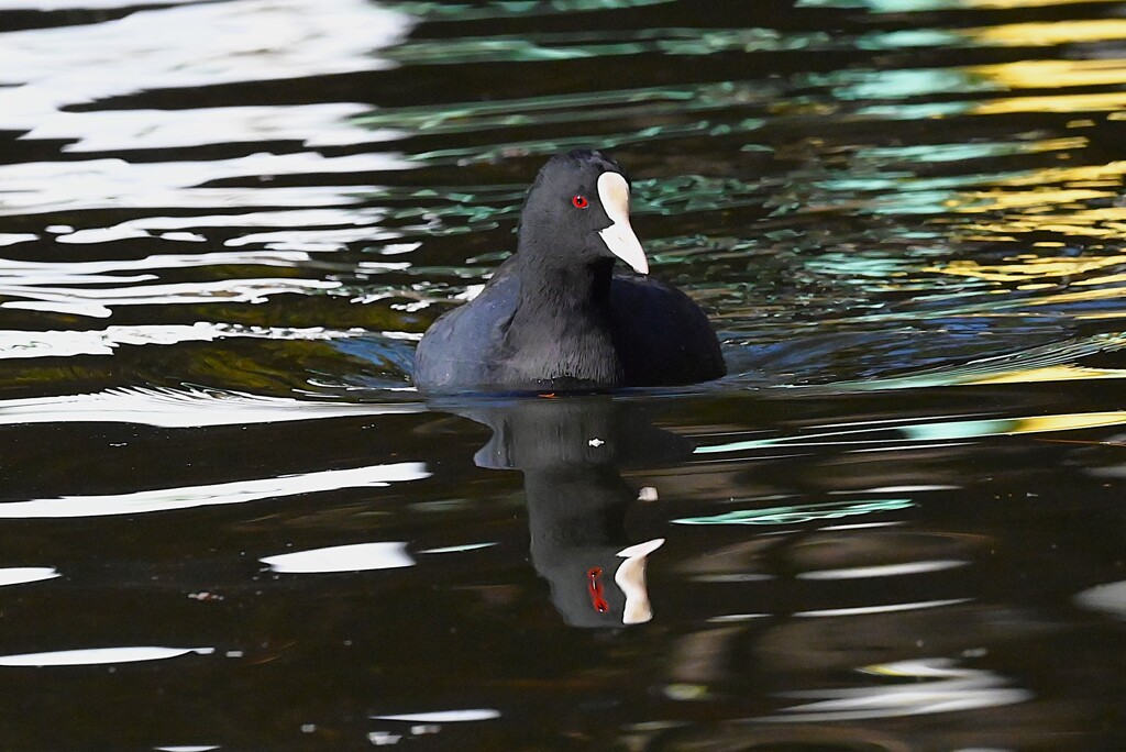 都内公園・オオバン