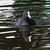 都内公園・オオバン