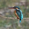 K川中流域・カワセミ♀ 