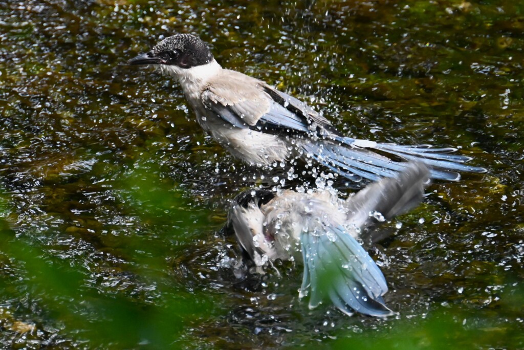 K川オナガ若・水浴び競争