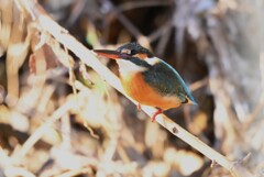 K川下流域・茂みに入ったカワセミ♀若