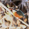 K川下流域・茂みに入ったカワセミ♀若
