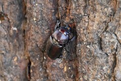 用水路・ノコギリクワガタ♀