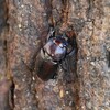 用水路・ノコギリクワガタ♀