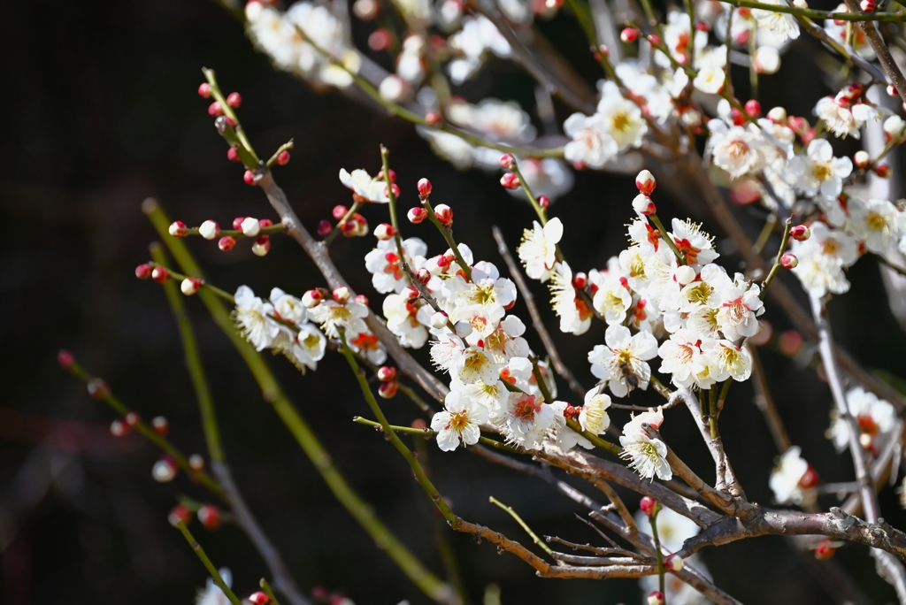 2月26日・梅の花