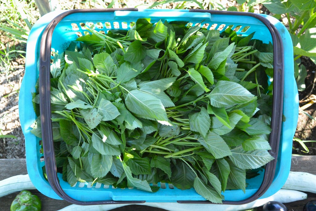 菜園・9月5日の収穫 (かごいっぱいのモロヘイヤ)