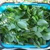 菜園・9月5日の収穫 (かごいっぱいのモロヘイヤ)