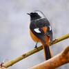 K川下流域・1月7日 (久々のジョウビタキ♂)