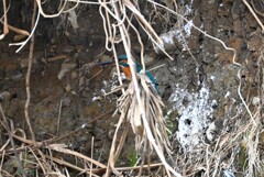 K川・巣穴の準備をするカワセミ♂