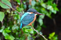 用水路・出逢いのカワセミ♀若