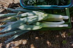 菜園・8月12日の収穫  (シモニタネギ)