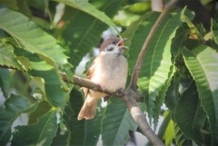 菜園付近のスズメ雛