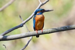 K川・下流~中流間のカワセミ♂（くちばしに土が・・）