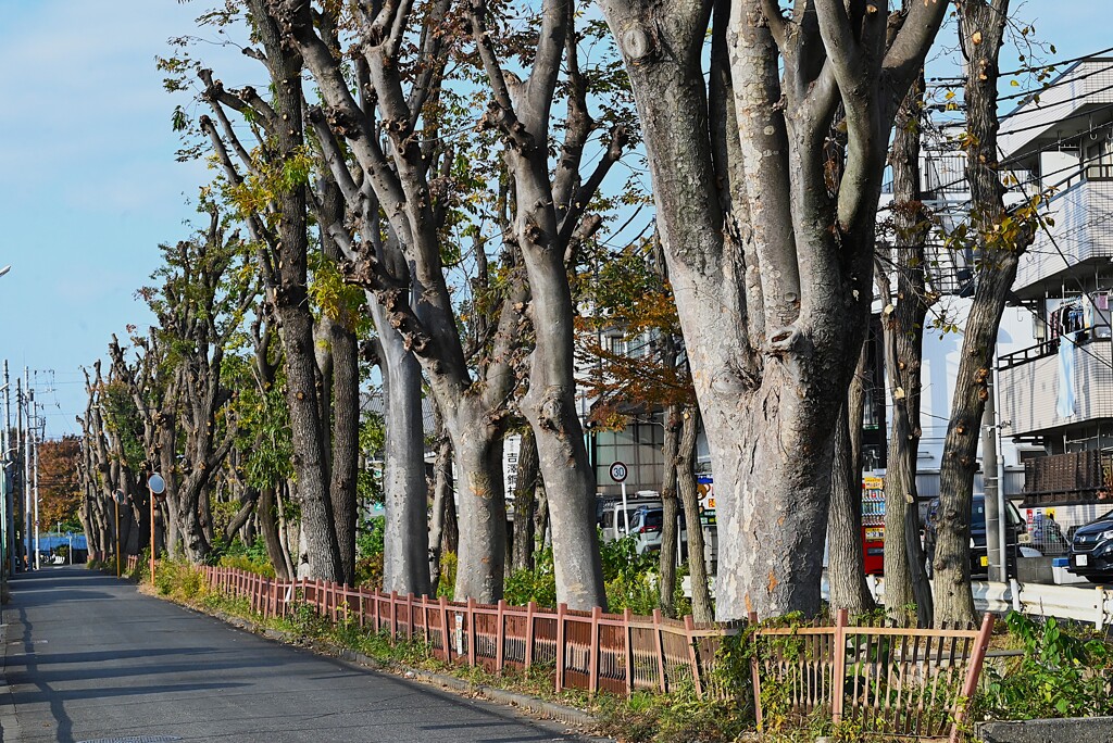 用水路・再び、三度の破壊的剪定