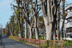 用水路・再び、三度の破壊的剪定