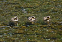 K川・2組目のカルガモ家族
