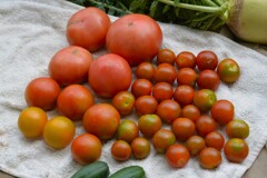 菜園・7月4日のトマト3種収穫