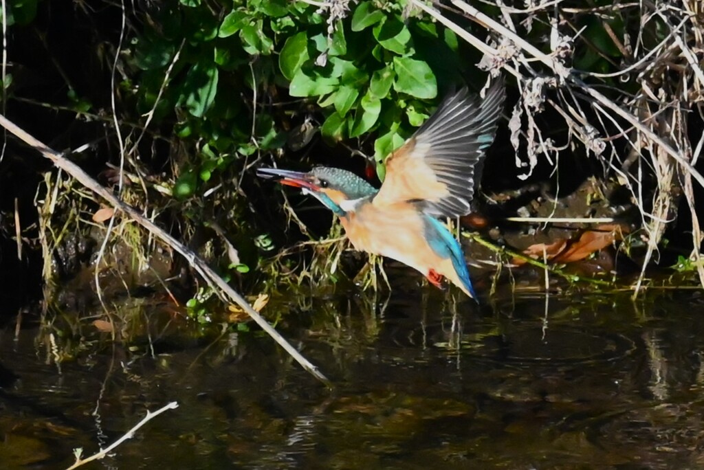 K川・水溜りのカワセミ♀ 