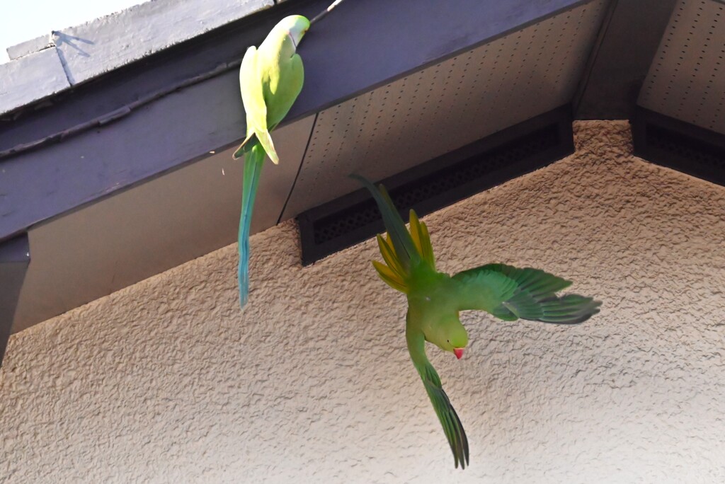 連絡道・ワカケホンセイインコ 