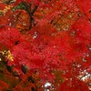 モミジの紅