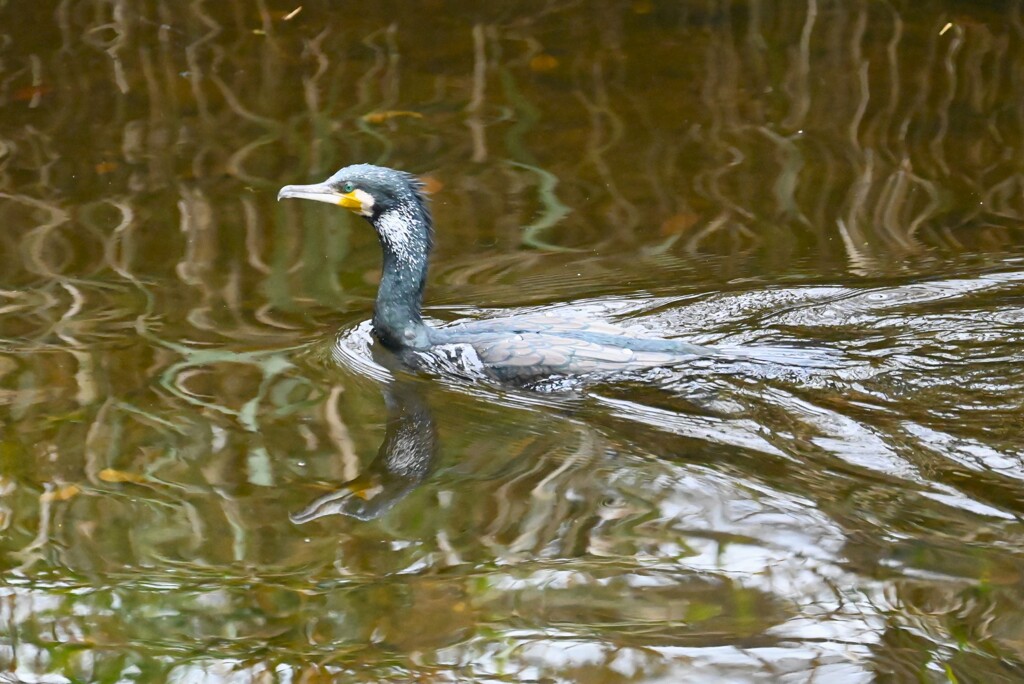 K川・カワウ