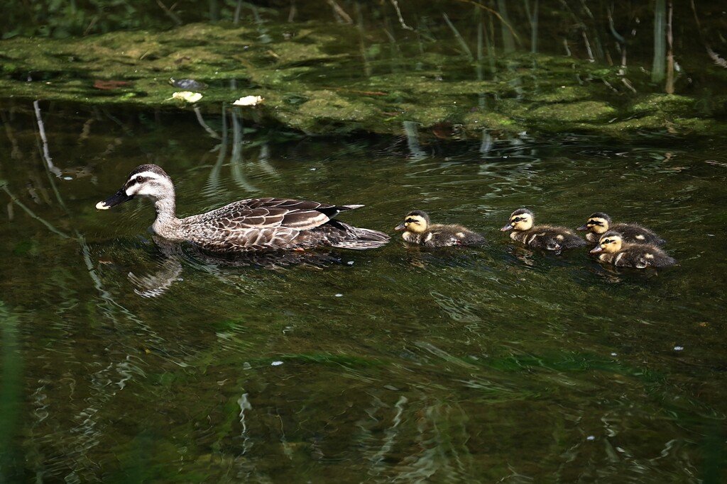 Ｋ川中流域・小さな4羽のカルガモひな 