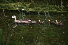 Ｋ川中流域・小さな4羽のカルガモひな 