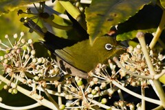 用水路・ヤツデの花を食べるメジロ