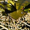 用水路・ヤツデの花を食べるメジロ