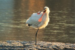 クロツラヘラサギ