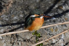 K川下流域・カワセミ♀若