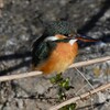 K川下流域・カワセミ♀若