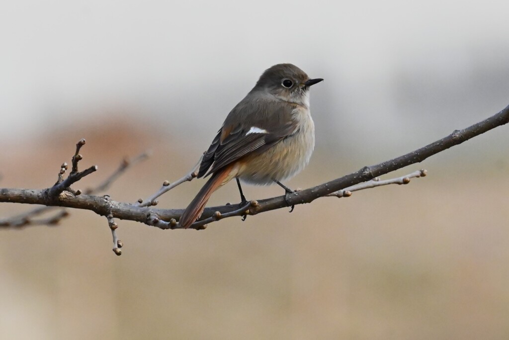 K川・ジョウビタキ♀