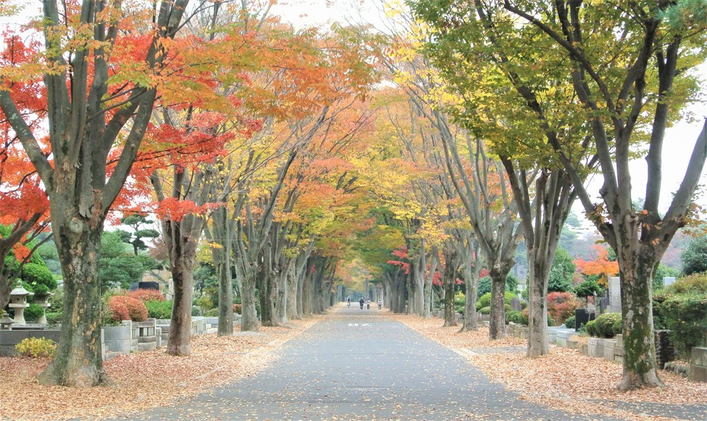 紅葉のケヤキ並木