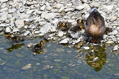 Ｋ川中流域・新規発見！カルガモ7羽のひなとお母さん