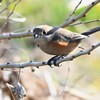 K川下流域・モズ♀飛び出し前