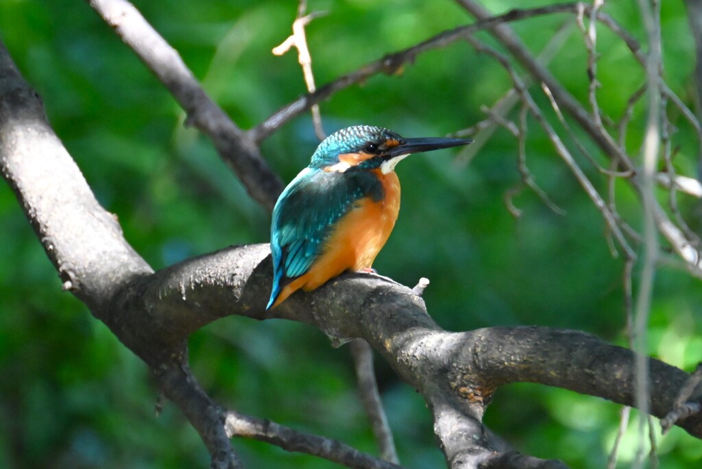 K川・中流域のカワセミ♂若 