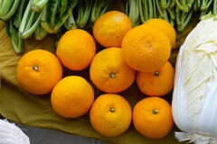 菜園・1月5日豪農邸、今季初収穫のナツミカン