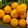 菜園・1月5日豪農邸、今季初収穫のナツミカン